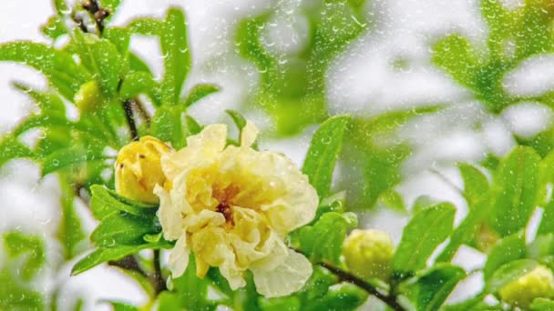 Flor Granada Blanca Gotas Lluvia — Vídeos de Stock