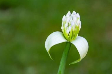 Doğadaki Allison Çiçeği tomurcuğunu kapat