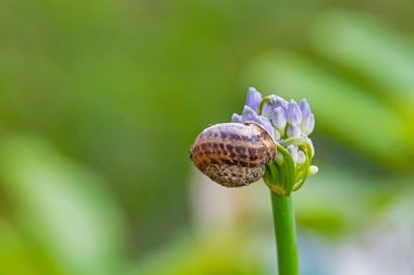 Doğadaki Allison Çiçeği tomurcuğunu kapat
