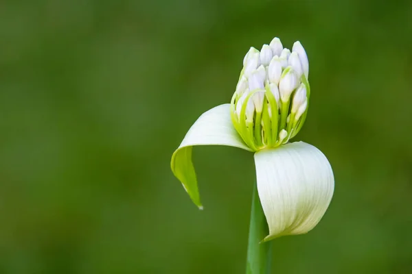 Zbliżyć Pąk Kwiatu Allium Przyrodzie — Zdjęcie stockowe