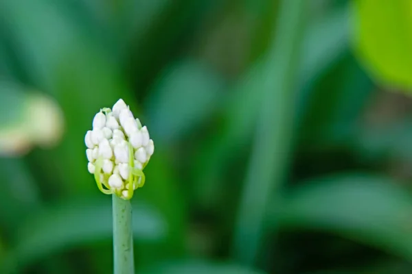 Gros Plan Bourgeon Fleur Allium Dans Nature — Photo