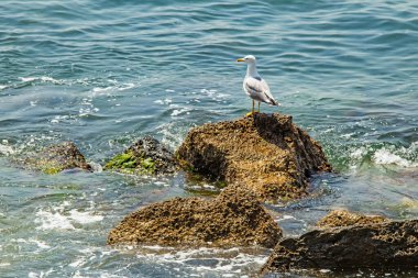 Deniz kıyısındaki kayalıklarda martı