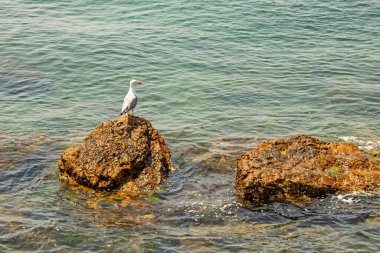 Deniz kıyısındaki kayalıklarda martı