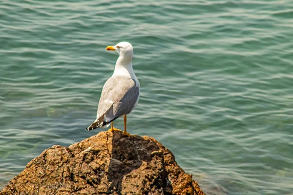 Möwe Auf Den Klippen Meer — Stockfoto