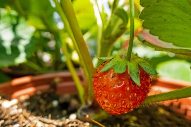 Hobi olarak küçük saksılarda çilek fideleri.