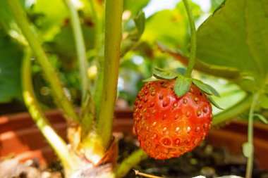 Hobi olarak küçük saksılarda çilek fideleri.