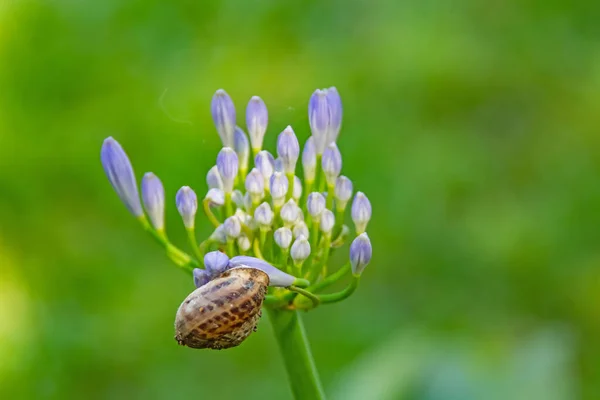 Close Flor Allium Natureza — Fotografia de Stock
