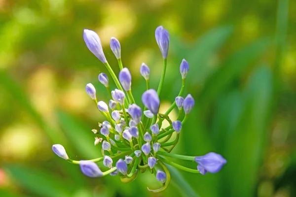 Close Allium Bloem Natuur — Stockfoto