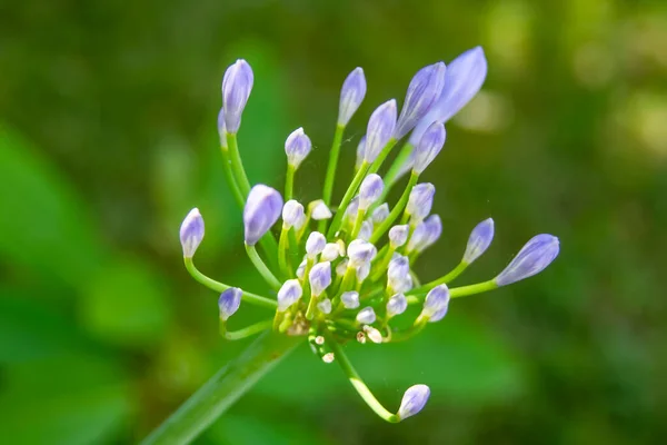 自然の中でアリウムの花を閉じて — ストック写真