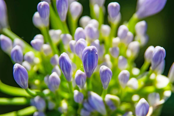 Close Fleur Allium Dans Nature — Photo