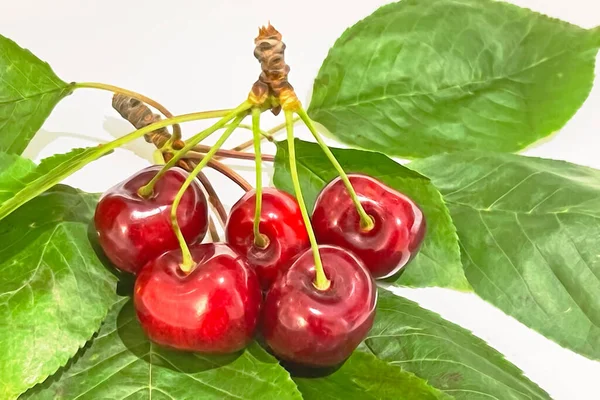 Cherry Berries Green Leaves White Background — Stock Photo, Image