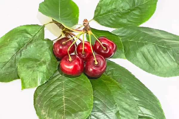 Kirschbeeren Mit Grünen Blättern Auf Weißem Hintergrund — Stockfoto