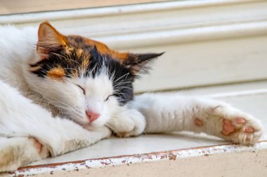 Doğada yerde uyuyan kedi