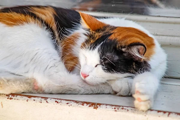 熟睡的猫在自然界的地板上 — 图库照片