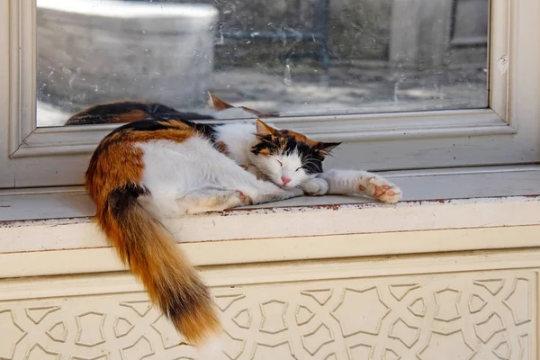 Schlafende Katze Auf Dem Boden Der Natur — Stockfoto