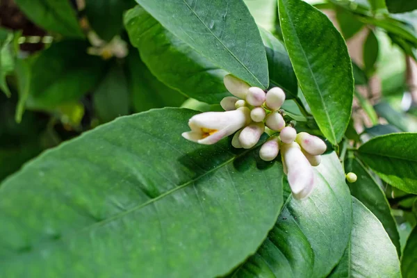 Fiori Limone Con Foglie Verdi — Foto Stock