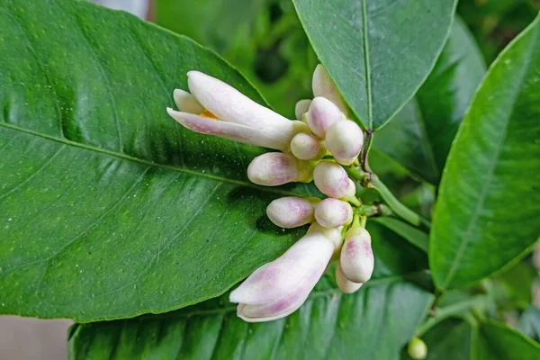 Flores Limão Com Folhas Verdes — Fotografia de Stock