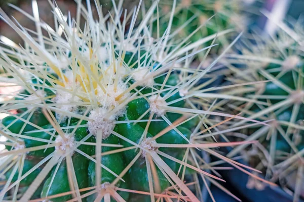 Close Planta Cacto Natureza — Fotografia de Stock