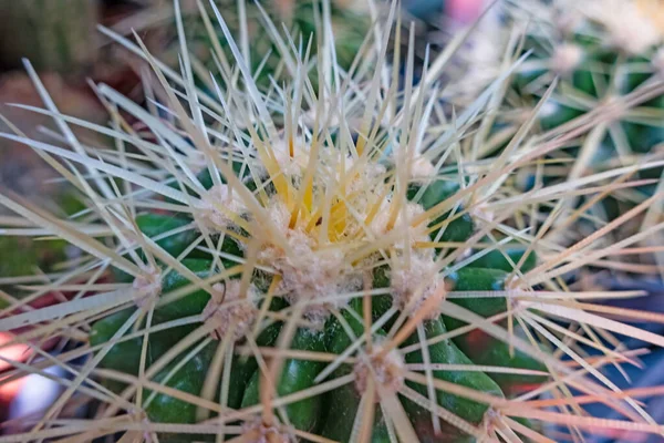 Gros Plan Plante Cactus Dans Nature — Photo