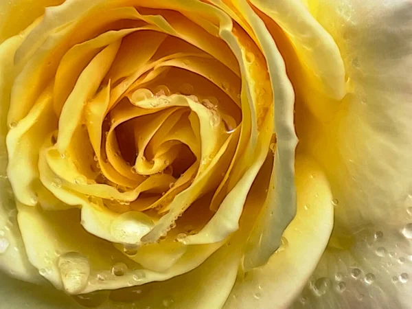 Close Yellow Rose Raindrops — Stock Photo, Image