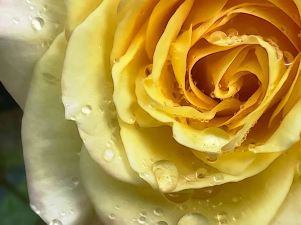 Close Yellow Rose Raindrops — Stock Photo, Image