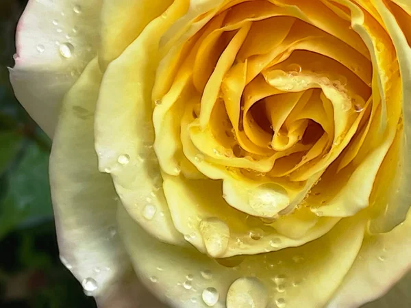 Закрыть Глаза Желтые Розы Капли Дождя — стоковое фото