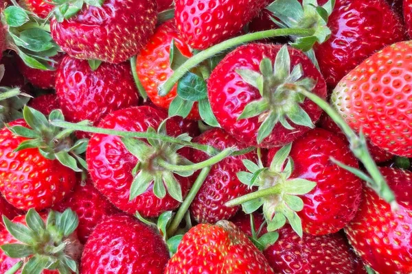Erdbeeren Aus Nächster Nähe Marktstand — Stockvektor