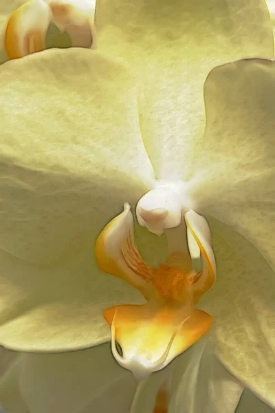 Flor Orquídea Close Para Fundo — Fotografia de Stock