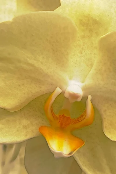 Крупным Планом Цветок Орхидеи Фона — стоковое фото