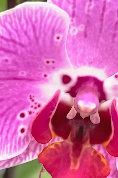 Flor Orquídea Close Para Fundo — Fotografia de Stock