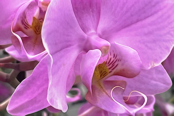 Крупным Планом Цветок Орхидеи Фона — стоковое фото