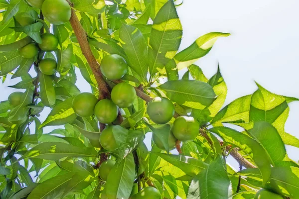 緑の葉と生の果実を持つネクタリンの木 — ストック写真