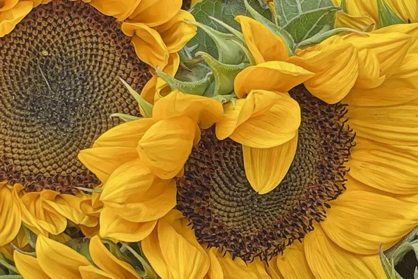 Cerrar Girasol Jardín — Archivo Imágenes Vectoriales