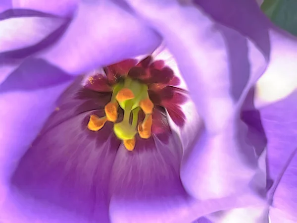 Közelről Nyári Virágok Természetben — Stock Fotó
