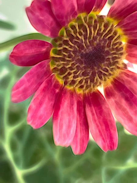 自然の中で夏の花を閉じます — ストック写真