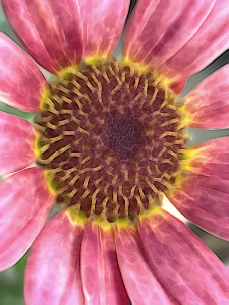 Sommerblumen Der Natur Hautnah Erleben — Stockfoto