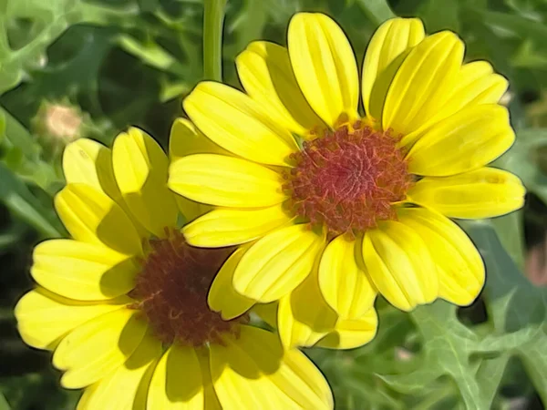 自然の中で夏の花を閉じます — ストック写真