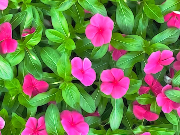 Fermer Fleurs Été Dans Nature — Photo