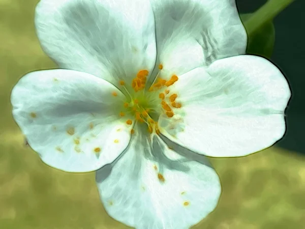 Κοντινό Πλάνο Καλοκαιρινά Λουλούδια Στη Φύση — Φωτογραφία Αρχείου