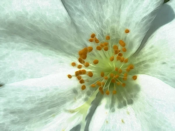 Cerca Las Flores Verano Naturaleza — Foto de Stock