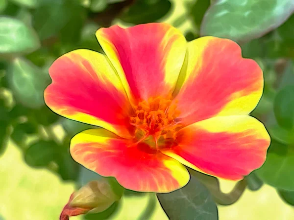 Sommerblumen Der Natur Hautnah Erleben — Stockfoto