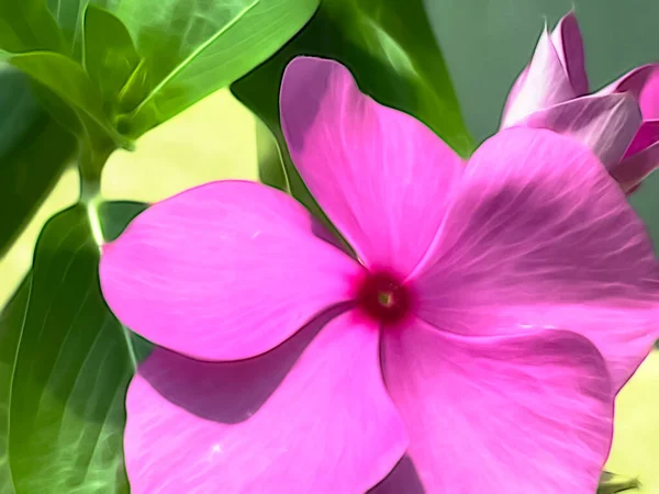 Doğadaki Yaz Çiçeklerini Kapat — Stok fotoğraf