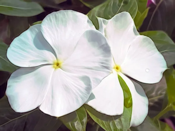 Fermer Fleurs Été Dans Nature — Photo