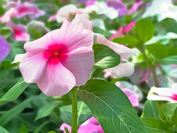 Sommerblumen Der Natur Hautnah Erleben — Stockfoto