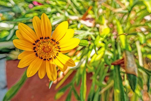 Gazania, a tropical herbaceous plant of the daisy family, with showy flowers that are typically orange or yellow.