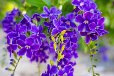Mor duranta ereksiyon çiçekleri