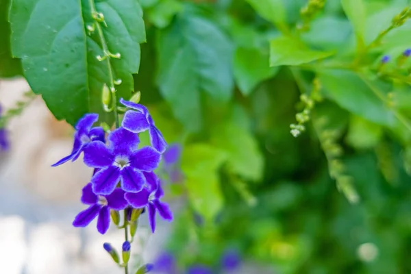 Duranta Erecta Violet Fleurs Dans Nature — Photo