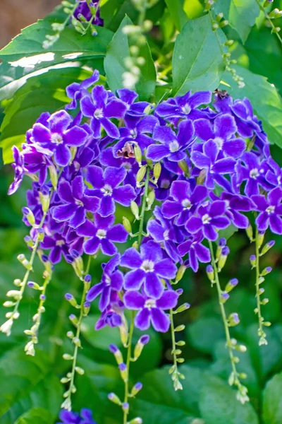 Duranta Erecta Violet Fleurs Dans Nature — Photo