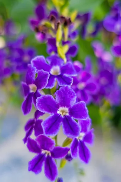 Duranta Erecta Violet Fleurs Dans Nature — Photo