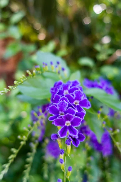 Duranta Erecta Violet Fleurs Dans Nature — Photo